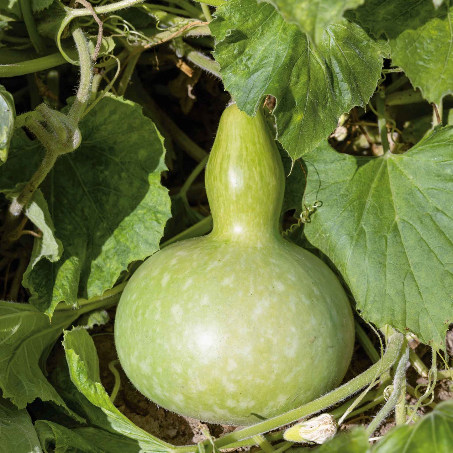 gourd giant bottle