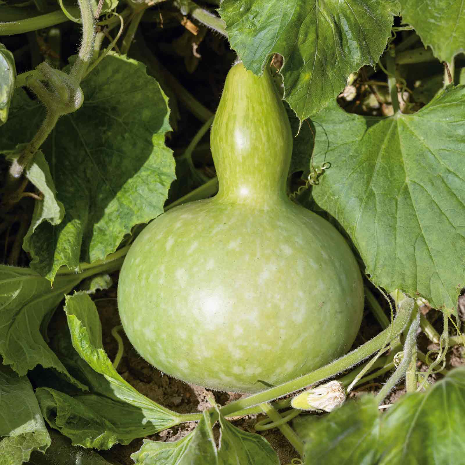 Gourd Seeds - Giant Bottle | Vegetable Seeds | Eden Brothers