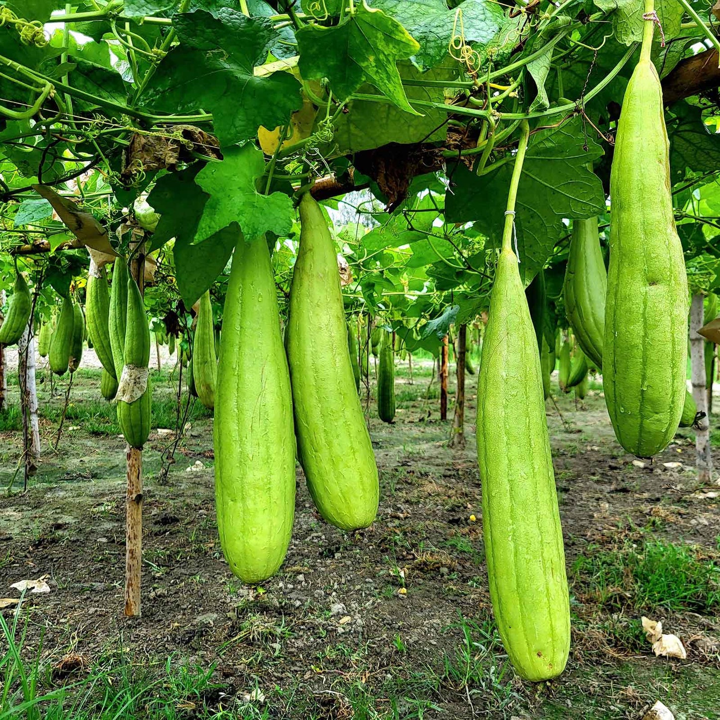 gourd luffa