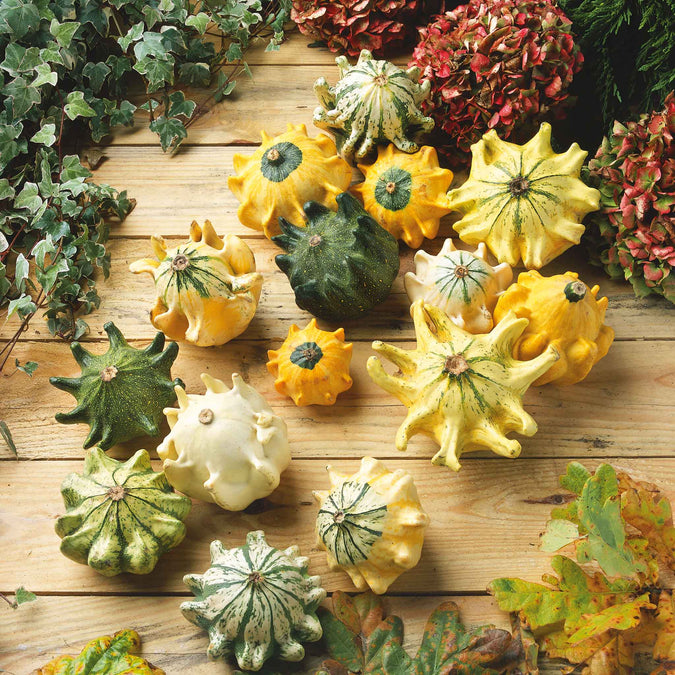 gourd shenot crown of thorns