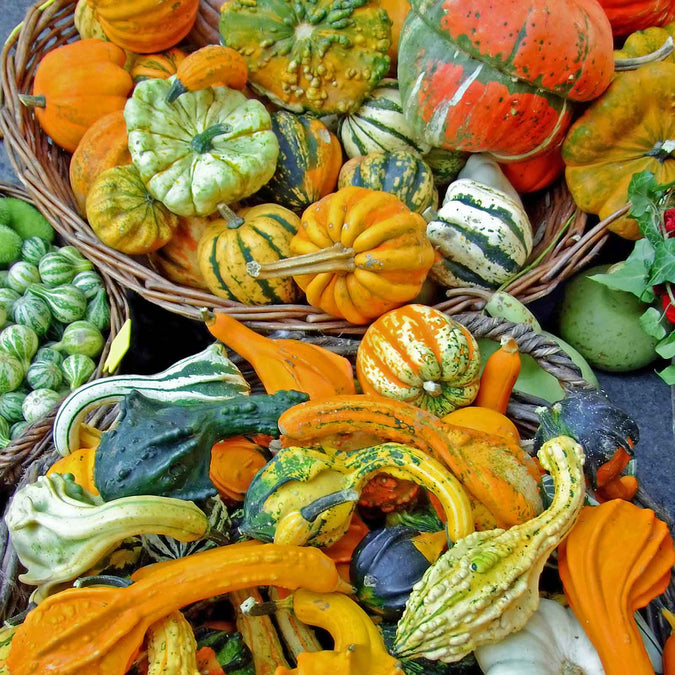 gourd small mix