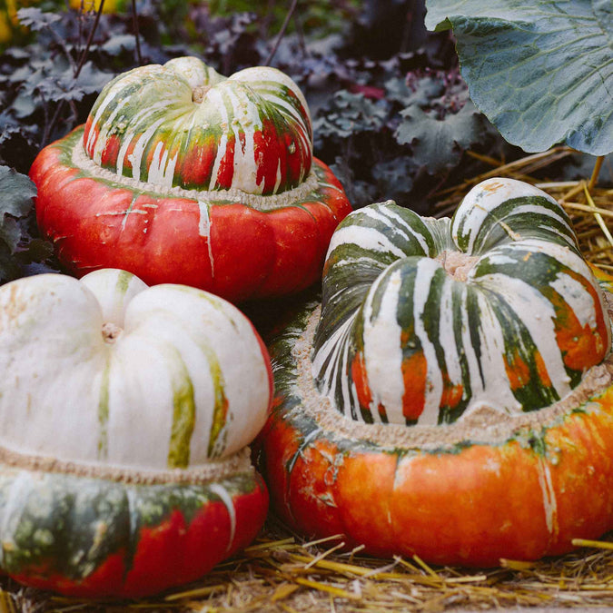 gourd turks turban