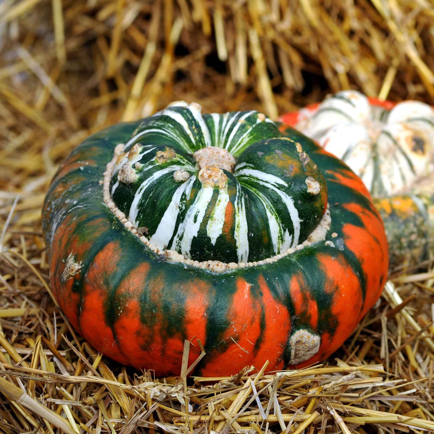 gourd turks turban