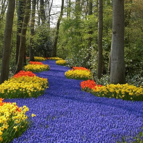 grape hyacinth armeniacum