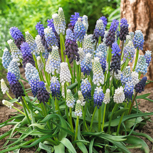 grape hyacinth delft blue