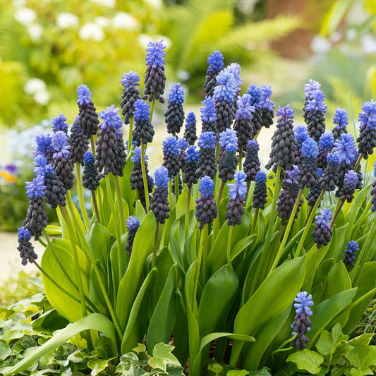 grape hyacinth latifolium | copyright: Floramedia UK Ltd