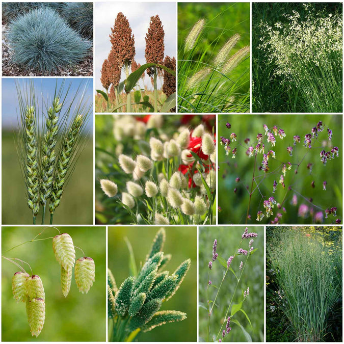 grass ornamental mix