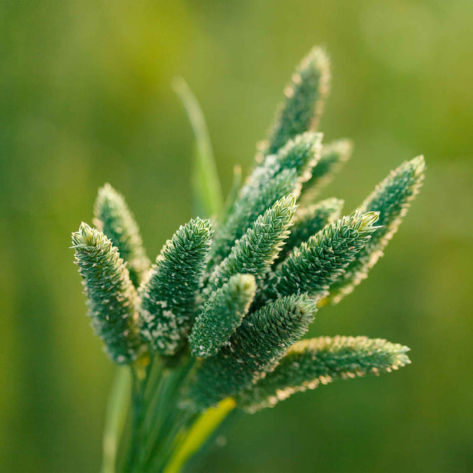 grass ornamental mix