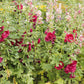 hollyhock chater double red