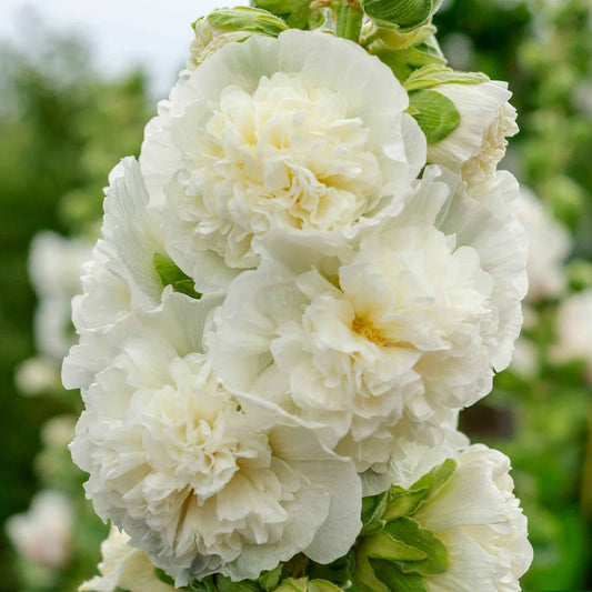 hollyhock majorette double white