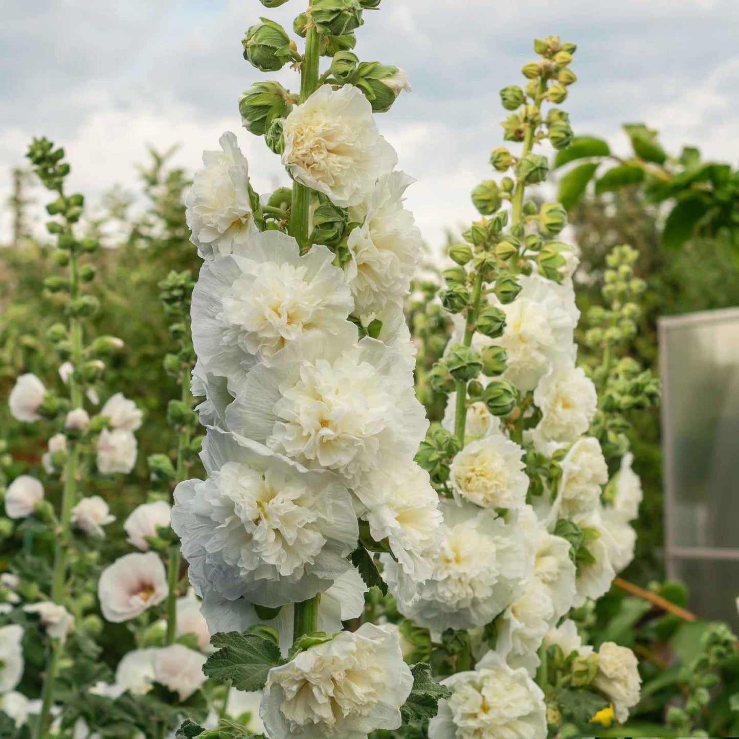 hollyhock majorette double white