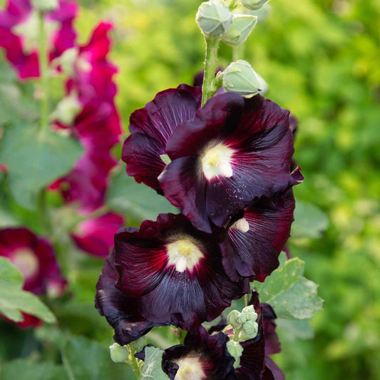 hollyhock nigra