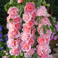 hollyhock summer carnival pink | copyright: Floramedia UK Ltd