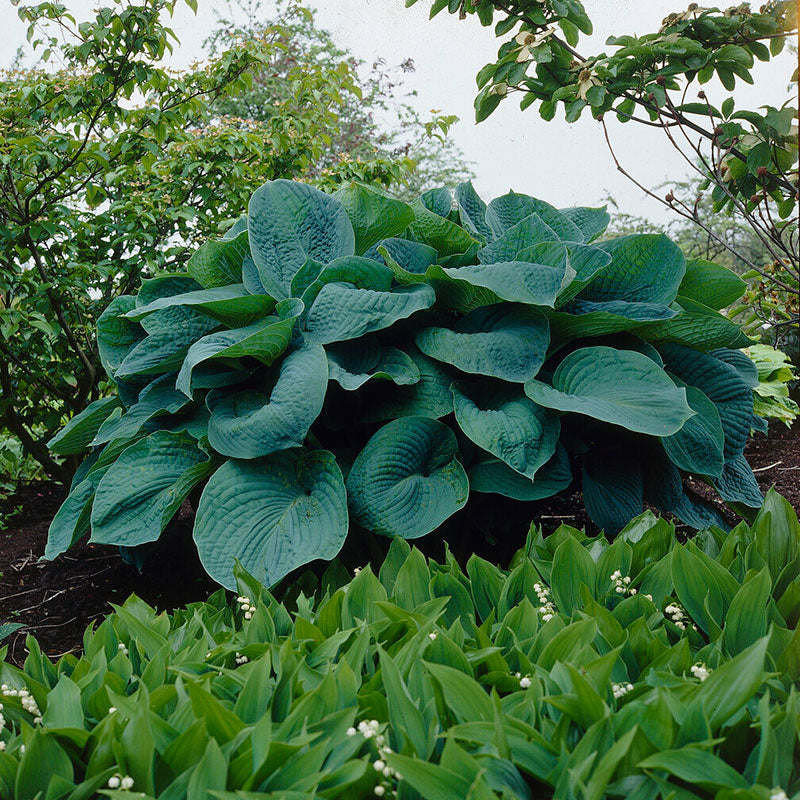 hosta big daddy