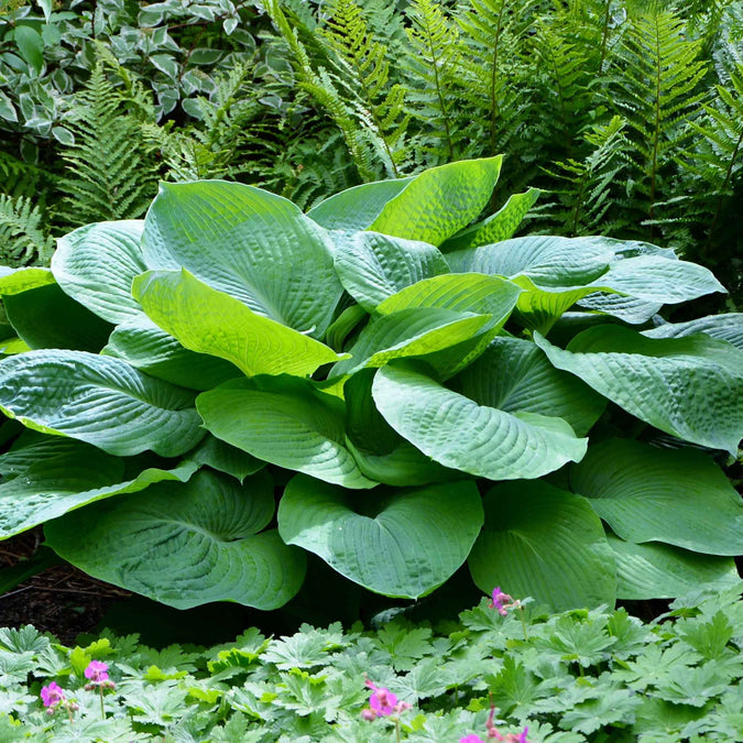 hosta giant jurassic park