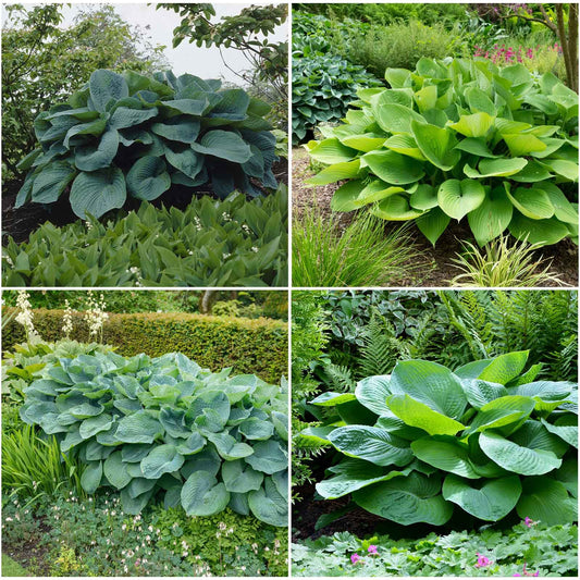 hosta giant mix