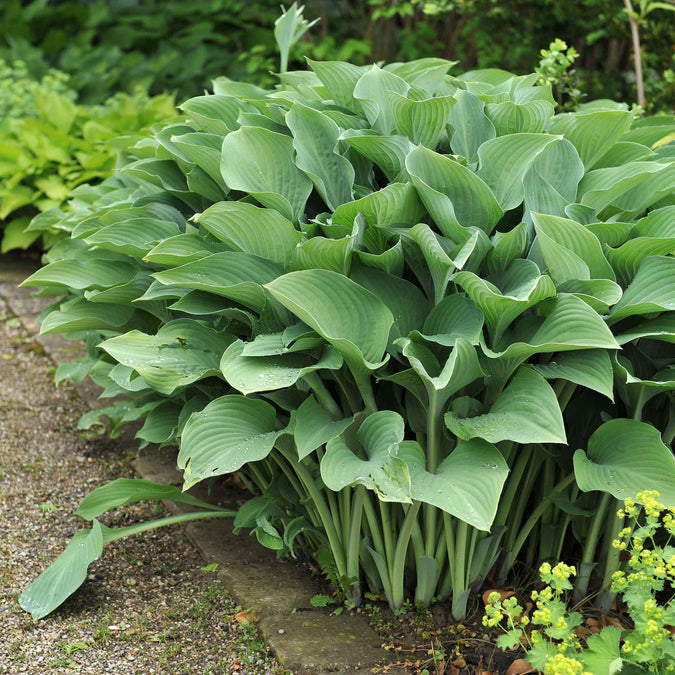 hosta krossa regal