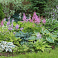 hosta mix