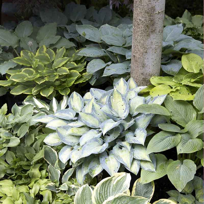 hosta mix