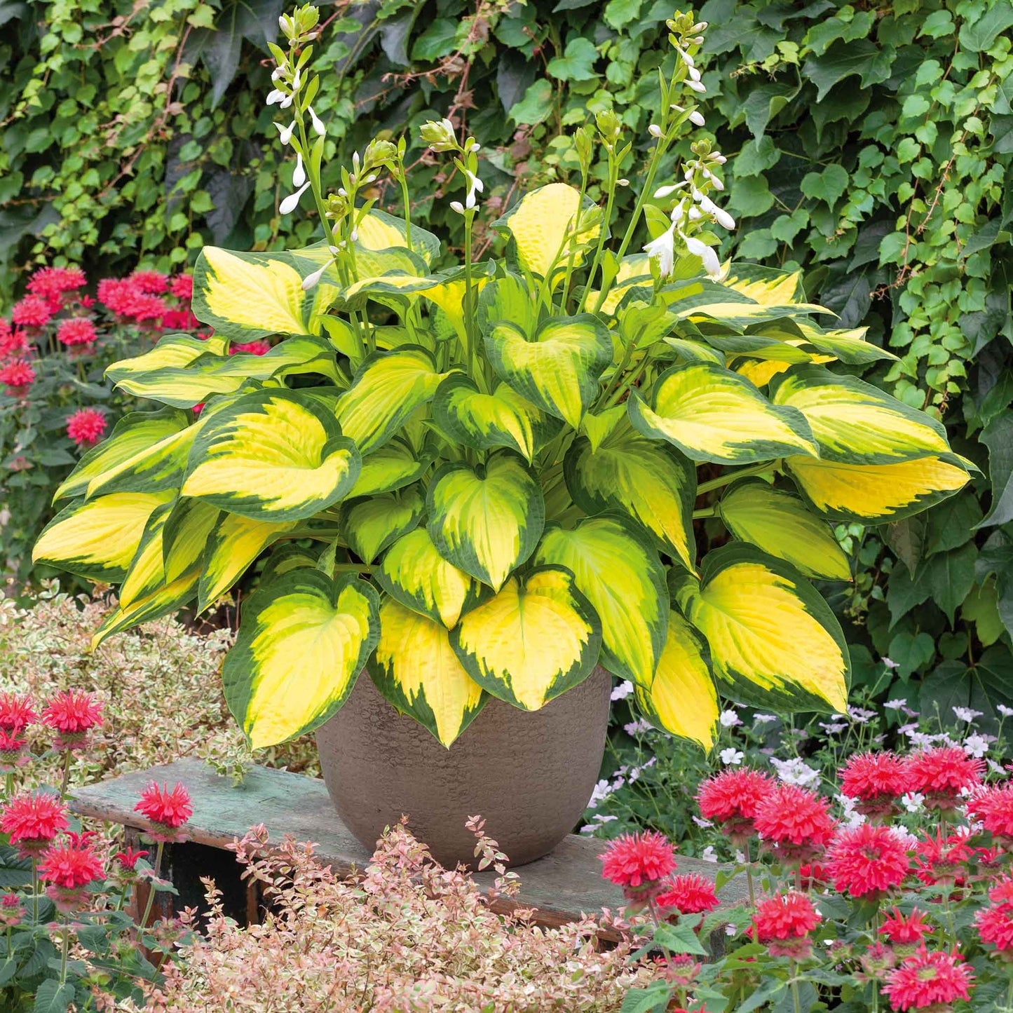 hosta orange marmalade