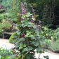 hyacinth bean