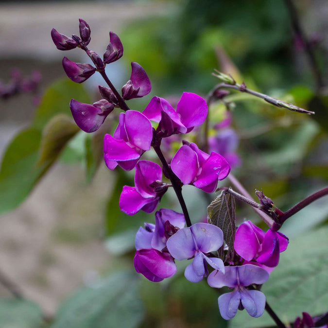 hyacinth bean