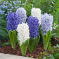 hyacinth blue mix | copyright: Floramedia UK Ltd