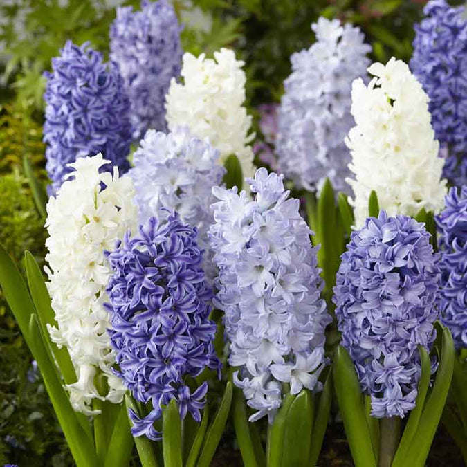 hyacinth blue mix