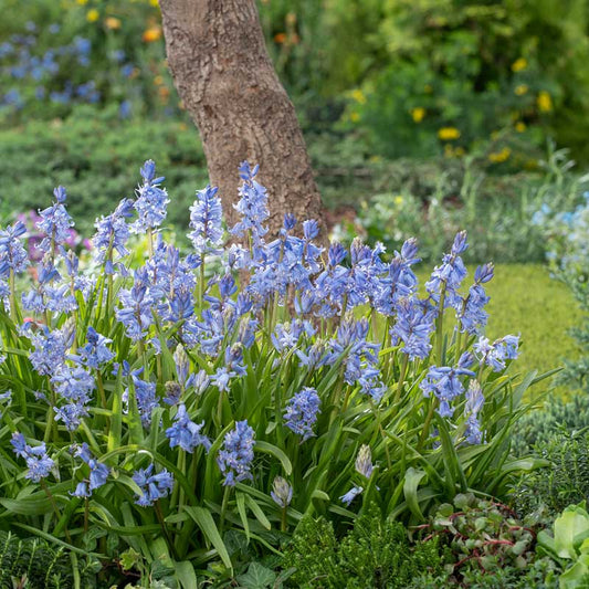 hyacinth blue wood | copyright: Floramedia UK Ltd