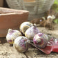 hyacinth bulbs