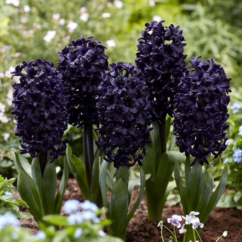 hyacinth dark dimension