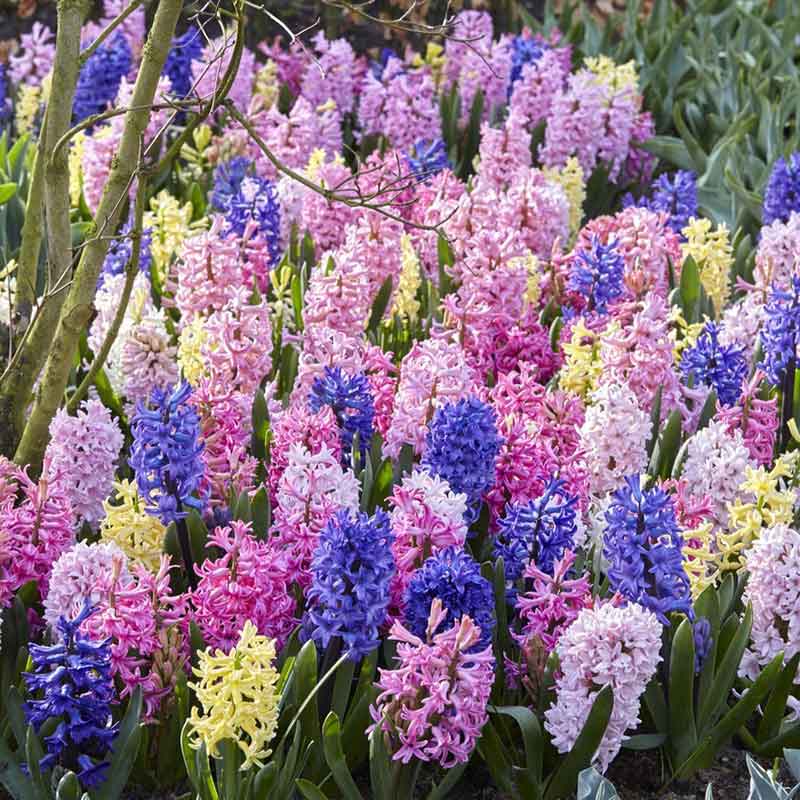 hyacinth mix