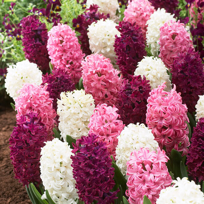 hyacinth pink mix