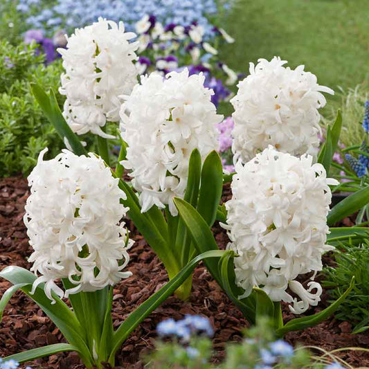 hyacinth white