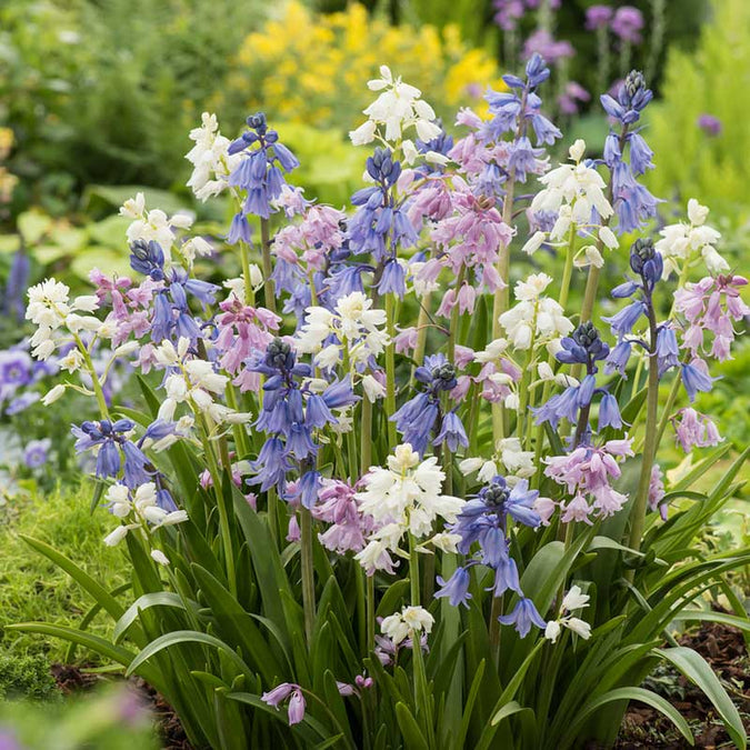 wood hyacinth mix | copyright: Floramedia UK Ltd