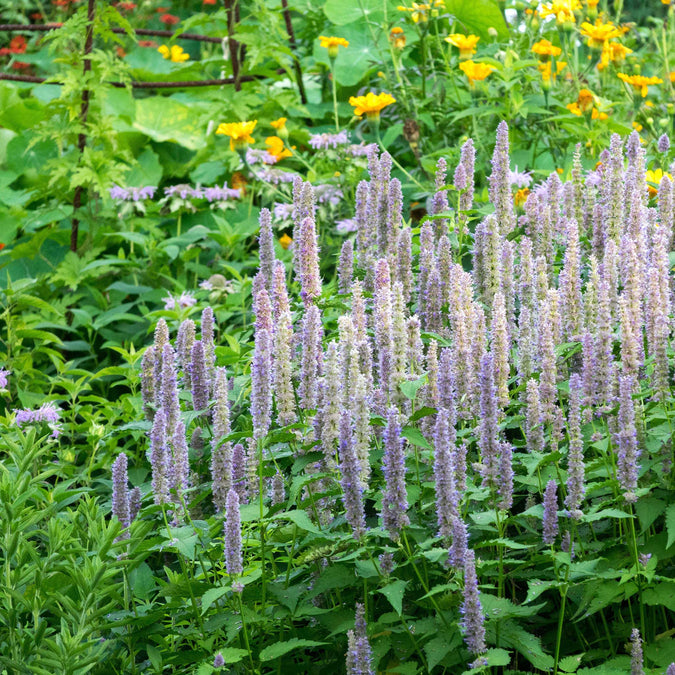 hyssop giant lavender blue