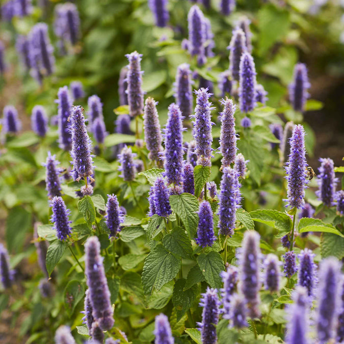 hyssop