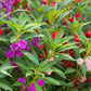 balsam impatiens