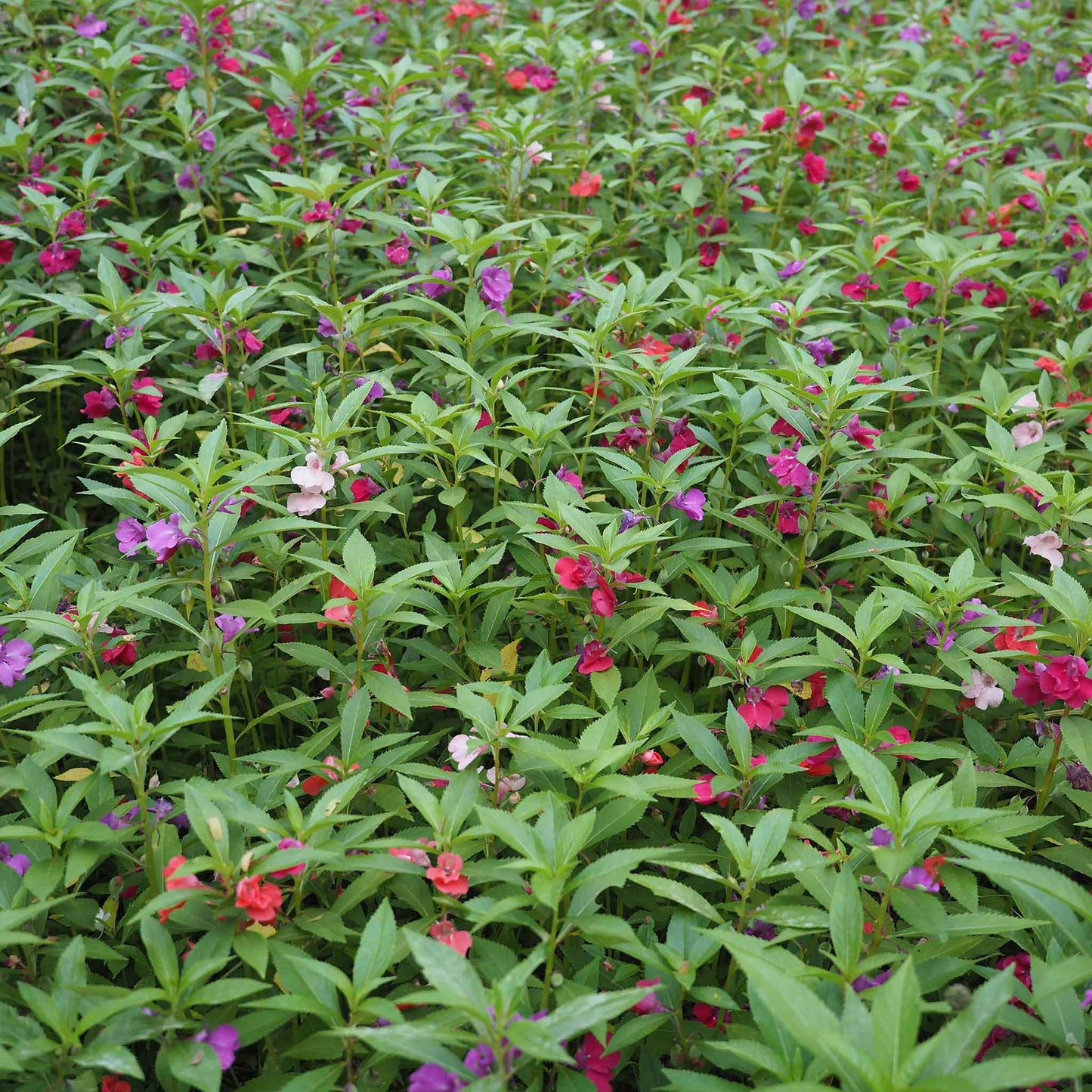 balsam impatiens