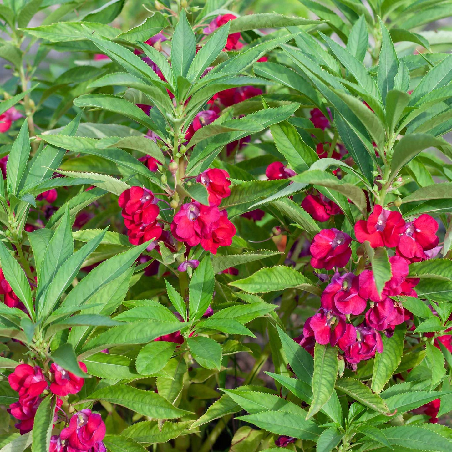 balsam impatiens