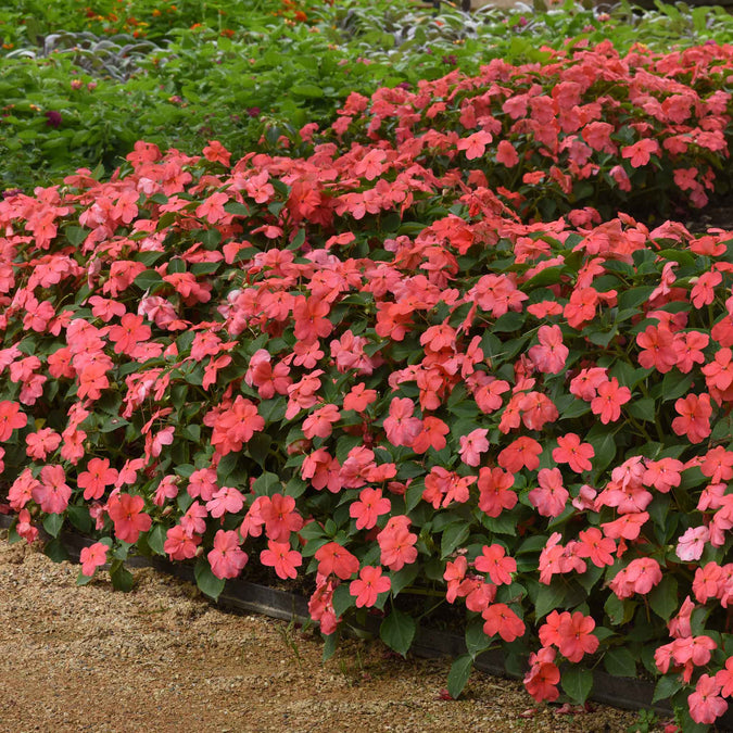 impatiens beacon coral