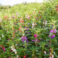 impatiens camelia flowered