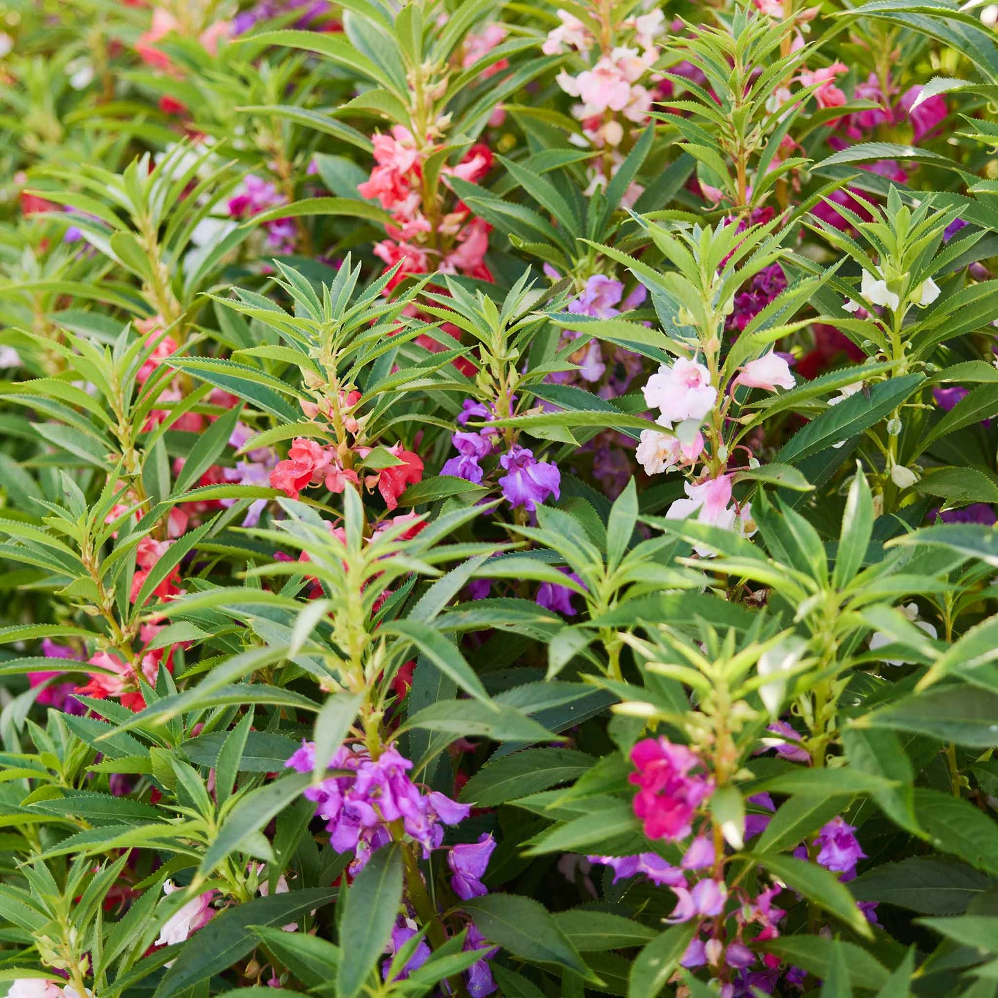 impatiens camelia flowered