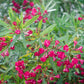 impatiens carmine