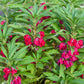 impatiens carmine