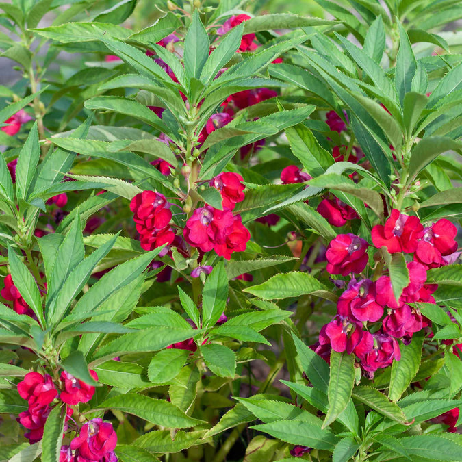 impatiens carmine