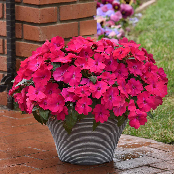 impatiens solarscape magenta bliss