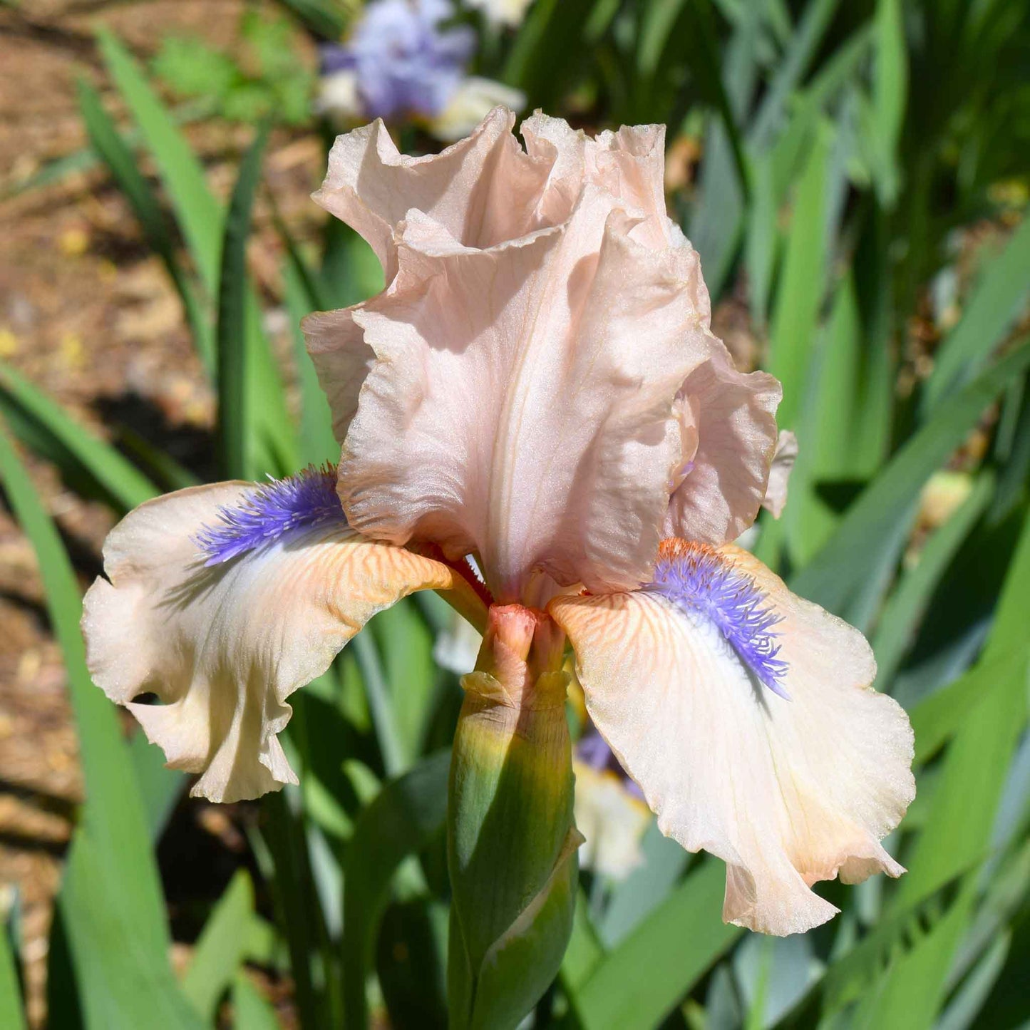 bearded iris concertina