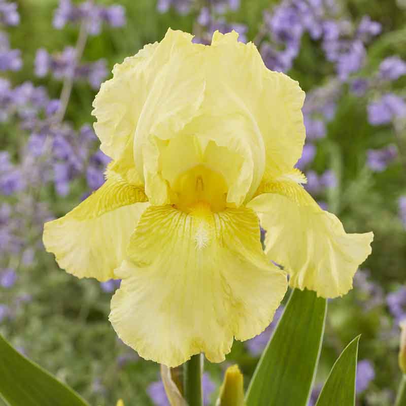 bearded iris harvest of memories