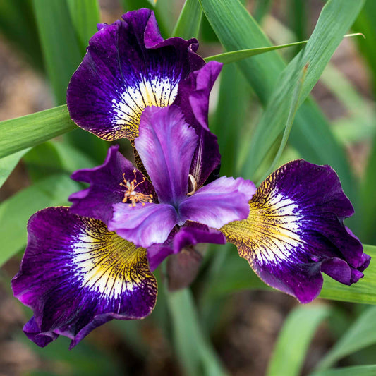 siberian iris contrast in styles